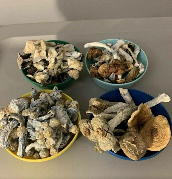 Malabar magic Mushroom  delivery near me in UK