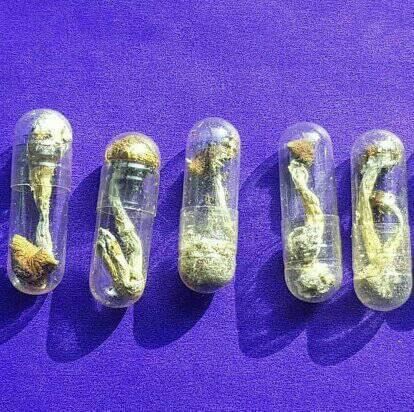 Mushroom Capsules 250mg | Microdose Mushrooms UK