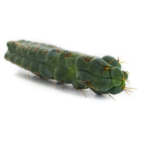 Buy Echinopsis – Hedgehog cactus online UK