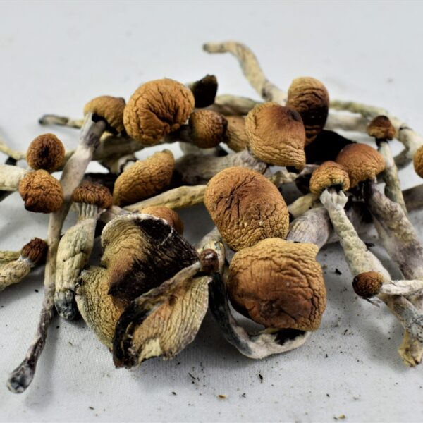 Ecuadorian Magic Mushrooms UK