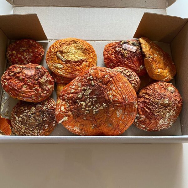 Buy Fly Agaric Magic Mushroom online UK